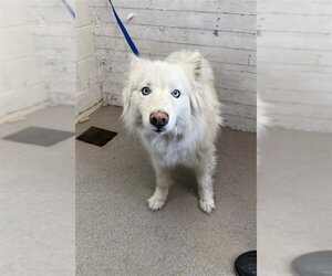 Siberian Husky Dogs for adoption in San Bernardino, CA, USA