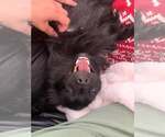 Small #3 American Eskimo Dog-Chihuahua Mix