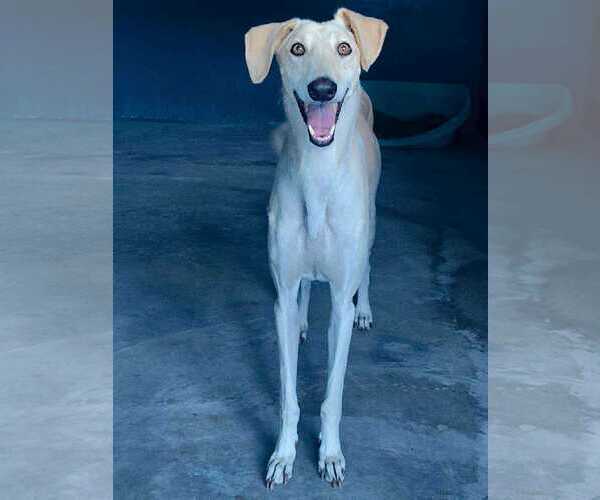 Medium Photo #1 Greyhound Puppy For Sale in Cherry Hill, NJ, USA