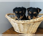 Small Photo #18 Yorkshire Terrier Puppy For Sale in BRENTWOOD, TN, USA