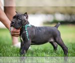 Small Photo #5 Cane Corso Puppy For Sale in PORTERVILLE, CA, USA