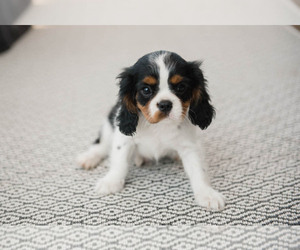 Cavalier King Charles Spaniel Puppy for Sale in YANKTON, South Dakota USA