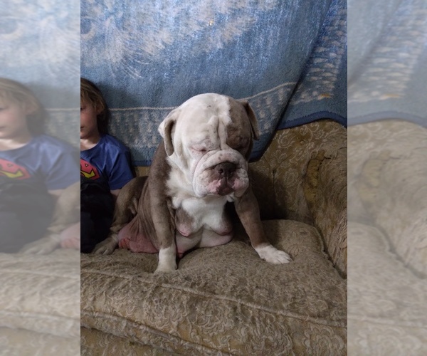 Medium Photo #1 Olde English Bulldogge Puppy For Sale in BAKER CITY, OR, USA