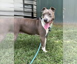 Small #1 Mutt