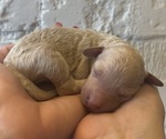 Puppy Milton Goldendoodle (Miniature)