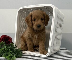 Cavapoo Puppy for sale in STANLEY, WI, USA