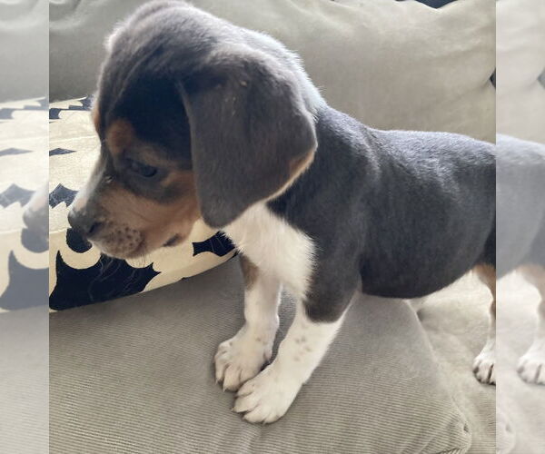 Medium Photo #3 Beagle-Unknown Mix Puppy For Sale in Pottstown, PA, USA