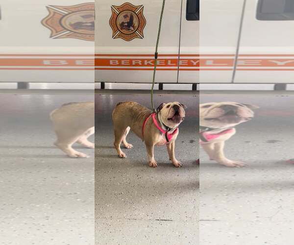 Medium Photo #3 Bulldog Puppy For Sale in Martinsburg, WV, USA