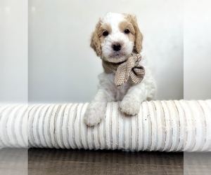 Goldendoodle (Miniature) Puppy for sale in HERRIMAN, UT, USA