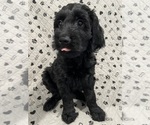 Puppy Valka Goldendoodle