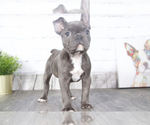 Small Photo #2 French Bulldog Puppy For Sale in RED LION, PA, USA