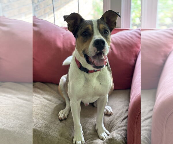 Medium Photo #2 Catahoula Leopard Dog-Unknown Mix Puppy For Sale in Decatur, GA, USA