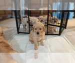 Small Photo #4 Golden Retriever Puppy For Sale in OMAHA, NE, USA