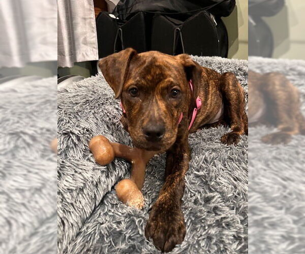 Medium Photo #20 American Staffordshire Terrier-Labrador Retriever Mix Puppy For Sale in Brewster, NY, USA