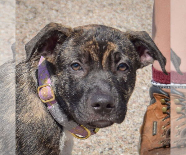 Medium Photo #6 Boxapoint Puppy For Sale in Huntley, IL, USA