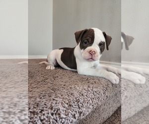 Alapaha Blue Blood Bulldog Dog for Adoption in ROSHARON, Texas USA