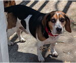 Small #4 Beagle