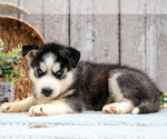 Small Photo #13 Siberian Husky Puppy For Sale in LANCASTER, PA, USA