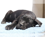 Small #5 Cane Corso