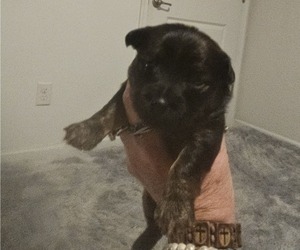 Medium Chihuahua-Chiweenie Mix
