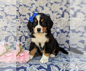 Bernese Mountain Dog Puppy for sale in QUARRYVILLE, PA, USA