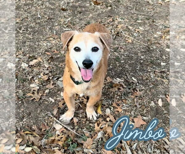 Medium Photo #5 Dachshund-Unknown Mix Puppy For Sale in San Antonio, TX, USA