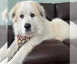 Small #8 Great Pyrenees