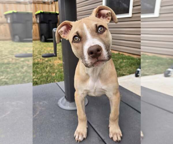 Medium Photo #4 Mutt Puppy For Sale in Greenville, SC, USA