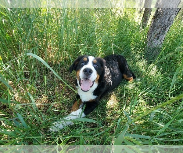 Medium Photo #27 Bernese Mountain Dog Puppy For Sale in PEYTON, CO, USA