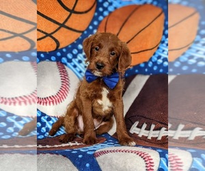 Miniature Labradoodle Puppy for sale in QUARRYVILLE, PA, USA