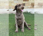 Small #2 Labradoodle