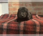 Small Photo #20 Labradoodle Puppy For Sale in LOS ANGELES, CA, USA
