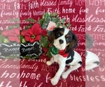 Small #3 Cavalier King Charles Spaniel