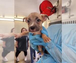 American Staffordshire Terrier-Unknown Mix Dogs for adoption in San Antonio, TX, USA