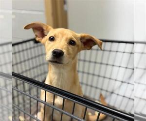 Labrador Retriever-Unknown Mix Dogs for adoption in Conroe, TX, USA