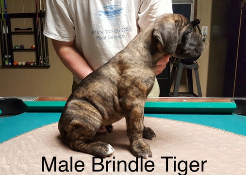 Medium Photo #1 Cane Corso Puppy For Sale in HERNANDO, MS, USA