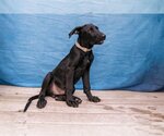 Small #3 Labrador Retriever Mix
