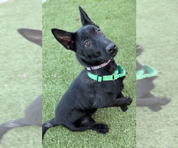 Medium Photo #3 Holland Shepherd-Unknown Mix Puppy For Sale in Imlay City, MI, USA