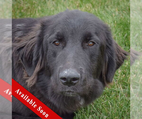 Medium Photo #1 Mutt Puppy For Sale in Huntley, IL, USA