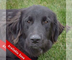 Mutt Dogs for adoption in Huntley, IL, USA