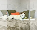 Small Photo #4 Siberian Husky-Unknown Mix Puppy For Sale in San Leon, TX, USA