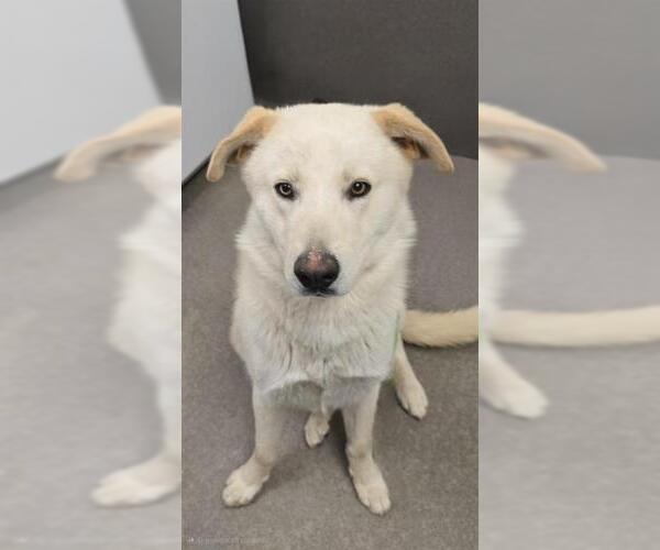 Medium Photo #1 Labrador Retriever-Unknown Mix Puppy For Sale in HESPERIA, CA, USA