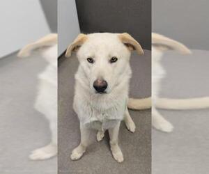 Labrador Retriever-Unknown Mix Dogs for adoption in HESPERIA, CA, USA