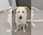 Small Labrador Retriever Mix