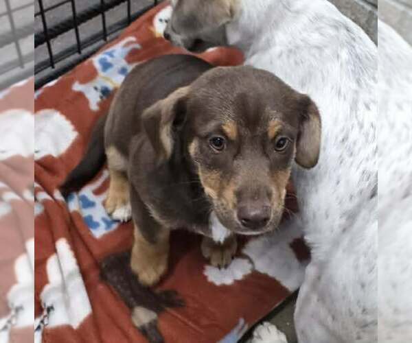 Medium Photo #2 Labrador Retriever-Unknown Mix Puppy For Sale in Oakhurst, NJ, USA