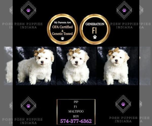 Medium Photo #24 Maltipoo Puppy For Sale in WARSAW, IN, USA