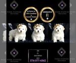 Small #1 Maltipoo