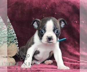 Boston Terrier Puppy for sale in PORT ROYAL, PA, USA
