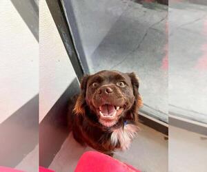 Colonial Cocker Spaniel Dogs for adoption in Studio City, CA, USA