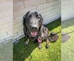 Small #1 Labrador Retriever Mix